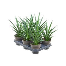 Sansevieria 'Comet Amazon Green' 6/tray