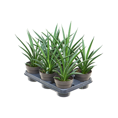 Растение горшечное Сансевиерия/Sansevieria 'Comet Amazon Green' 6/tray