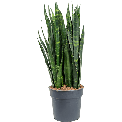 Растение горшечное Сансевиерия/Sansevieria coral black