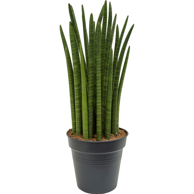 Растение горшечное Сансевиерия/Sansevieria tower