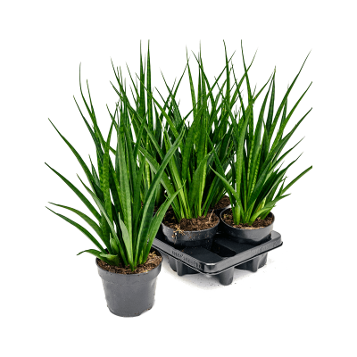 Растение горшечное Сансевиерия/Sansevieria kirkii 'Friends' 4/tray