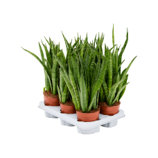 Sansevieria kirkii 6/tray