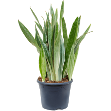 Sansevieria trifasciata 'Metallica'