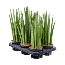 Sansevieria cylindrica 'Spikes' 6/tray