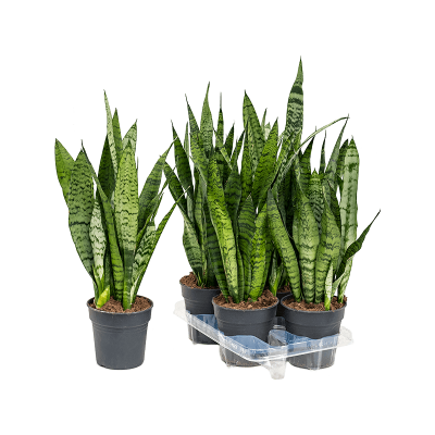 Растение горшечное Сансевиерия/Sansevieria zeylanica 4/tray
