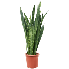 Sansevieria zeylanica