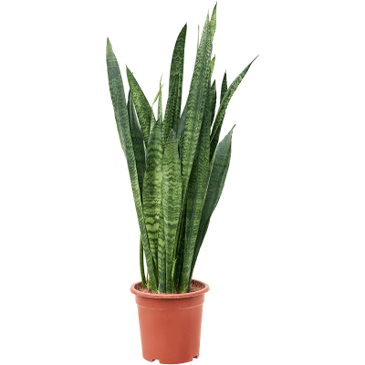 Растение горшечное Сансевиерия/Sansevieria zeylanica