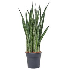 Sansevieria zeylanica 'Narrow'