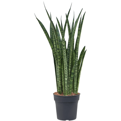 Растение горшечное Сансевиерия/Sansevieria zeylanica 'Narrow'