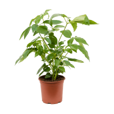 Schefflera actinophylla 'Amate'