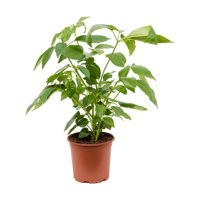 Растение горшечное Шефлера/Schefflera actinophylla 'Amate'