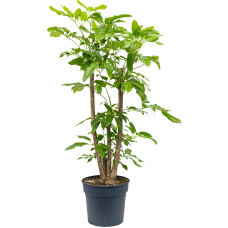 Schefflera actinophylla 'Amate'