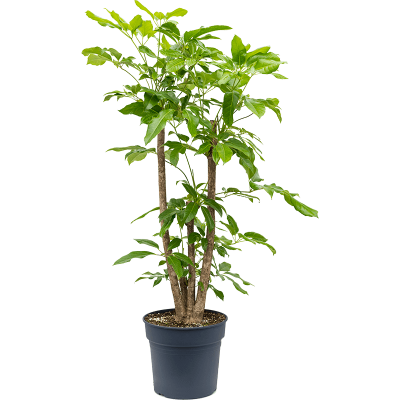 Растение горшечное Шефлера/Schefflera actinophylla 'Amate'