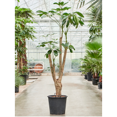 Schefflera actinophylla 'Amate'