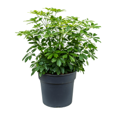 Schefflera arboricola 'Compacta'