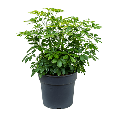 Растение горшечное Шеффлера/Schefflera arboricola 'Compacta'