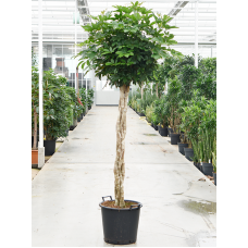 Schefflera arboricola 'Compacta'