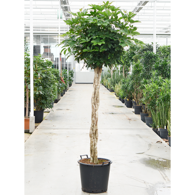 Растение горшечное Шеффлера/Schefflera arboricola 'Compacta'