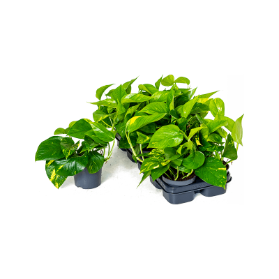 Растение горшечное Сциндапсус/Scindapsus (Epipremnum) 'Aureum' 10/tray