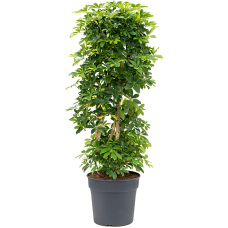 Schefflera arboricola 'Gold Capella'