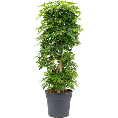 Растение горшечное Шеффлера/Schefflera arboricola 'Gold Capella'