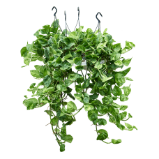 Scindapsus (Epipremnum) 'Global Green' 4/tray