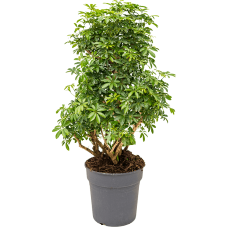 Schefflera arboricola 'Luseana'