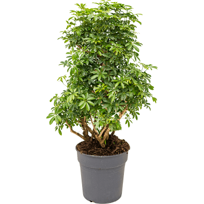 Растение горшечное Шефлера/Schefflera arboricola 'Luseana'