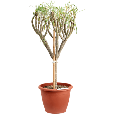 Растение горшечное Сенецио/Senecio kleinia