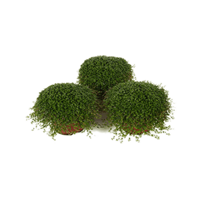 Растение горшечное Солейролия/Soleirolia soleirolii (helexine) 6/tray