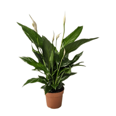 Растение горшечное Спатифиллум/Spathiphyllum 'Sweet Chico' 8/tray