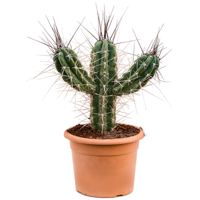 Растение горшечное Стетсония/Stetsonia coryne