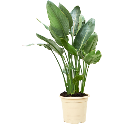 Растение горшечное Стрелиция/Strelitzia reginae (80-110)