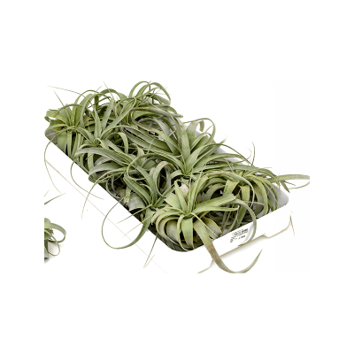 Растение горшечное Тилландсия/Tillandsia xerographica 10/box