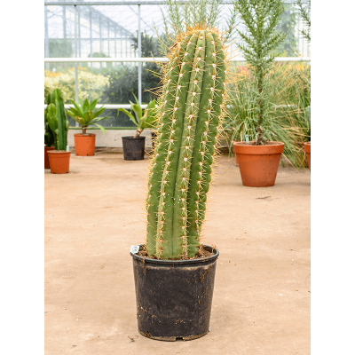 Растение горшечное Трихоцереус/Trichocereus terschechii