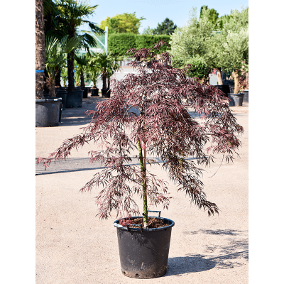 Растение горшечное Клён/Acer palmatum 'Tamukeyama' (140-160)