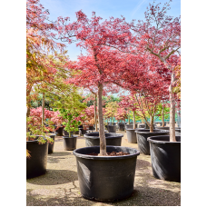 Acer pal. diss. 'Stella Rossa'