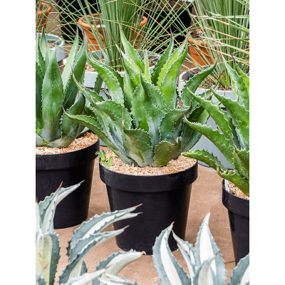 Растение горшечное Агава/Agave ferox