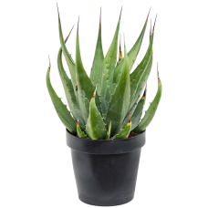 Agave gentryi