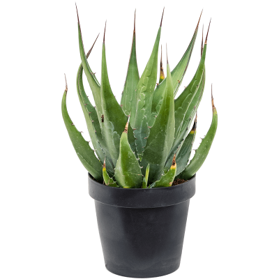 Растение горшечное Агава/Agave gentryi