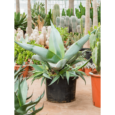 Растение горшечное Агава/Agave guiengola