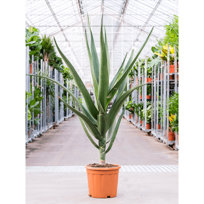 Растение горшечное Алоэ/Aloe bainesii (barberae)