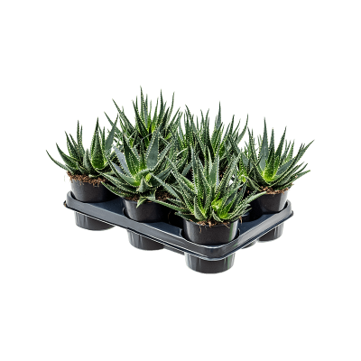 Растение горшечное Алоэ/Aloe 'Evergreen' 6/tray