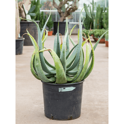 Растение горшечное Алоэ/Aloe globuligemma