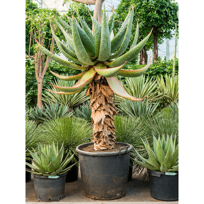 Растение горшечное Алоэ/Aloe marlothii