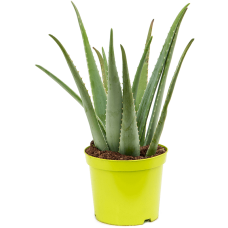 Aloe vera barbadensis