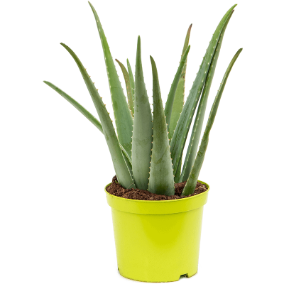 Растение горшечное Алоэ/Aloe vera barbadensis