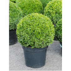 Buxus sempervirens