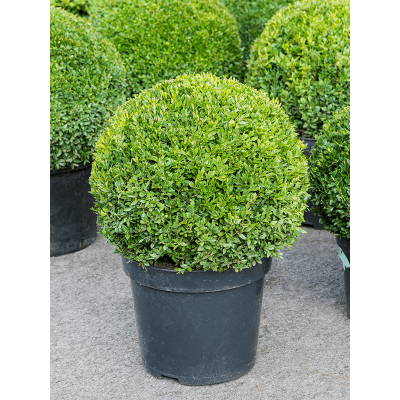 Растение горшечное Самшит/Buxus sempervirens