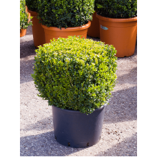 Buxus sempervirens
